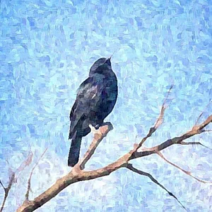 Pakal Varakal-Nibin Kallikkadu