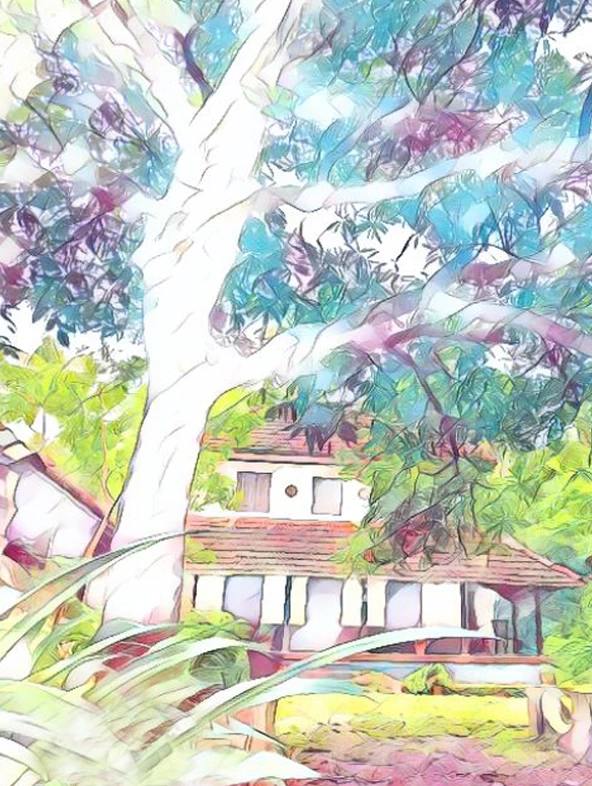 വീട്ടുപരിസരത്തെ ഏക മാവ്