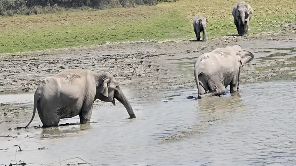 Elephants at Kaziranga National Park