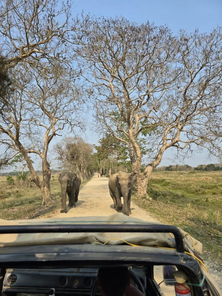 Elephants in Kaziranga National Park