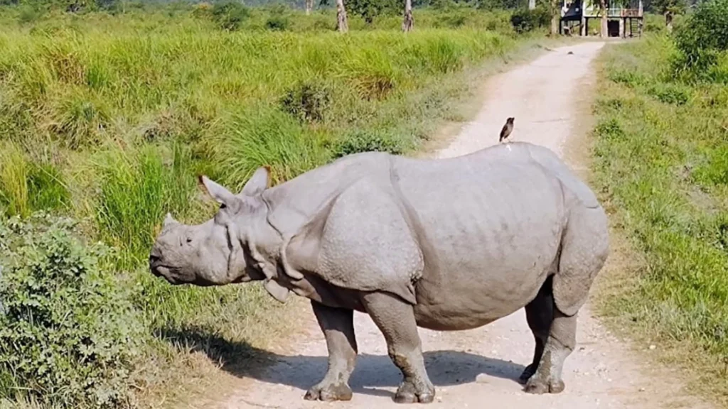 Rhinoceros in Kaziranga National Park